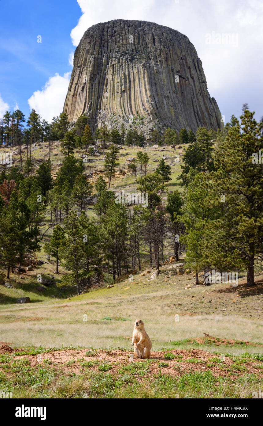 Devils Tower Prairie dog Wildlife Animal USA Stock Photo