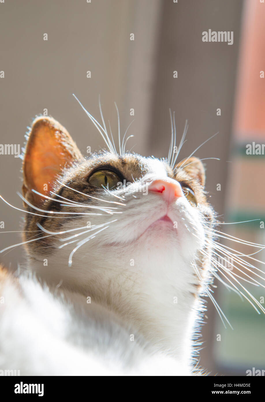 Tabby and white cat sunbathing and looking up. Close view Stock Photo ...