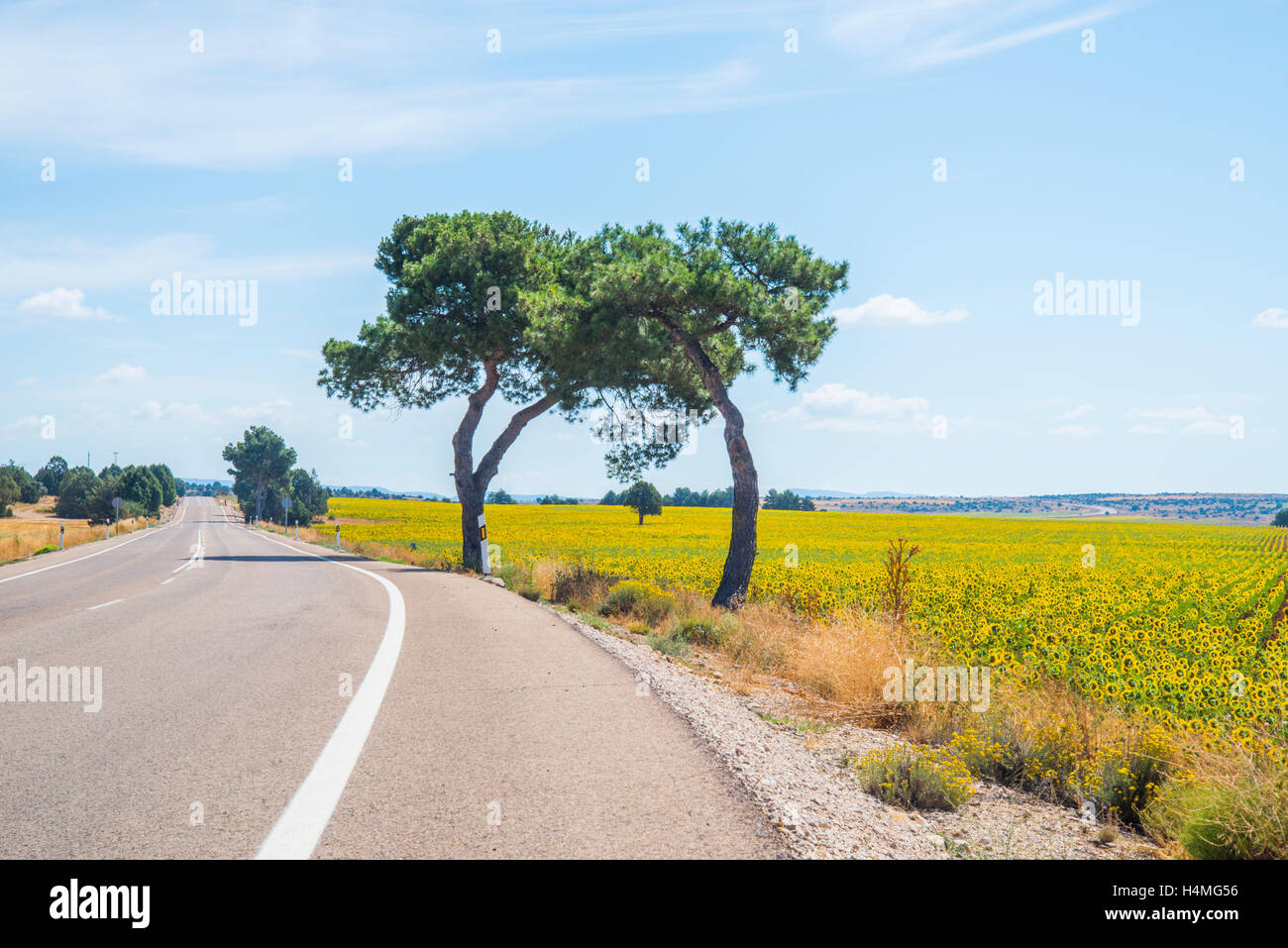 Road, pine trees and sunflower field. Cuenca province, Castilla La ...