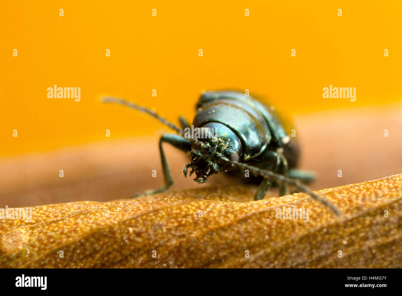 Green Flea beetle they are called flea beetles because when in danger