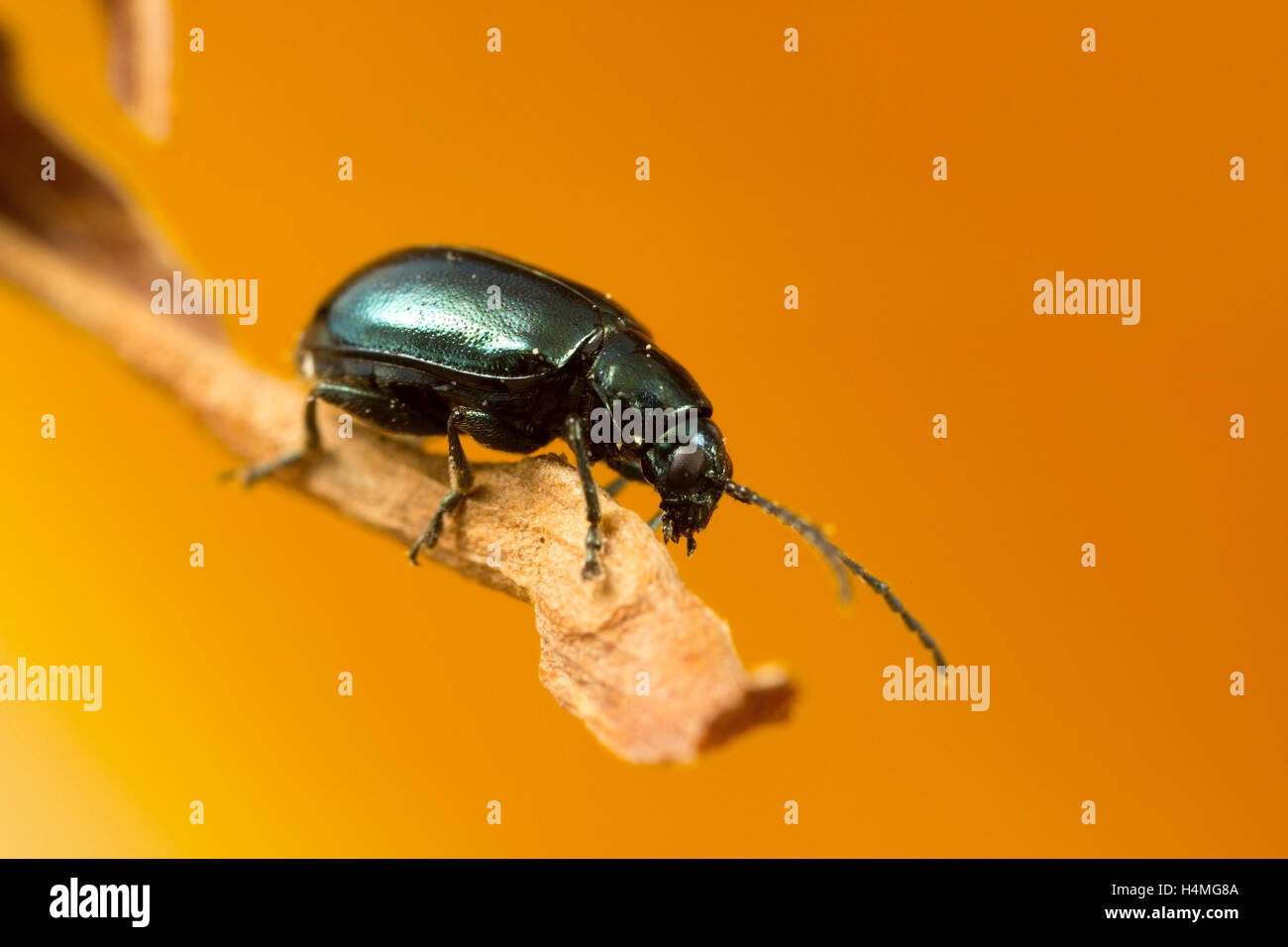 Flea beetles hires stock photography and images Alamy