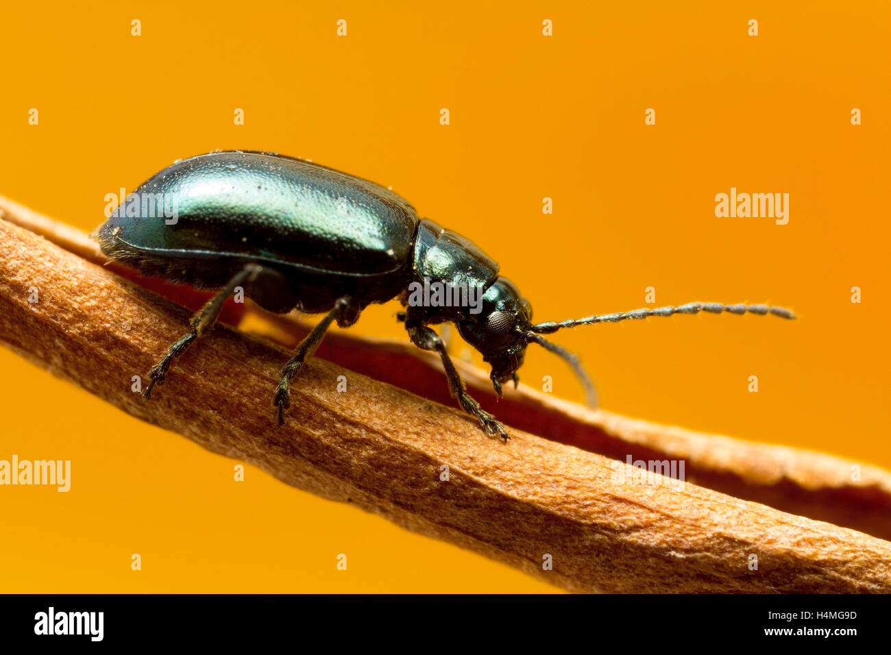 Green Flea beetle they are called flea beetles because when in danger
