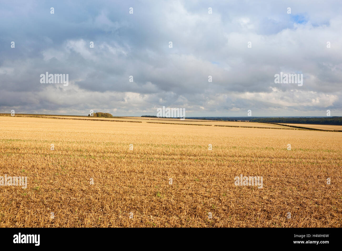 Rain clouds over golden stubble fields in autumn in the Yorkshire wolds ...