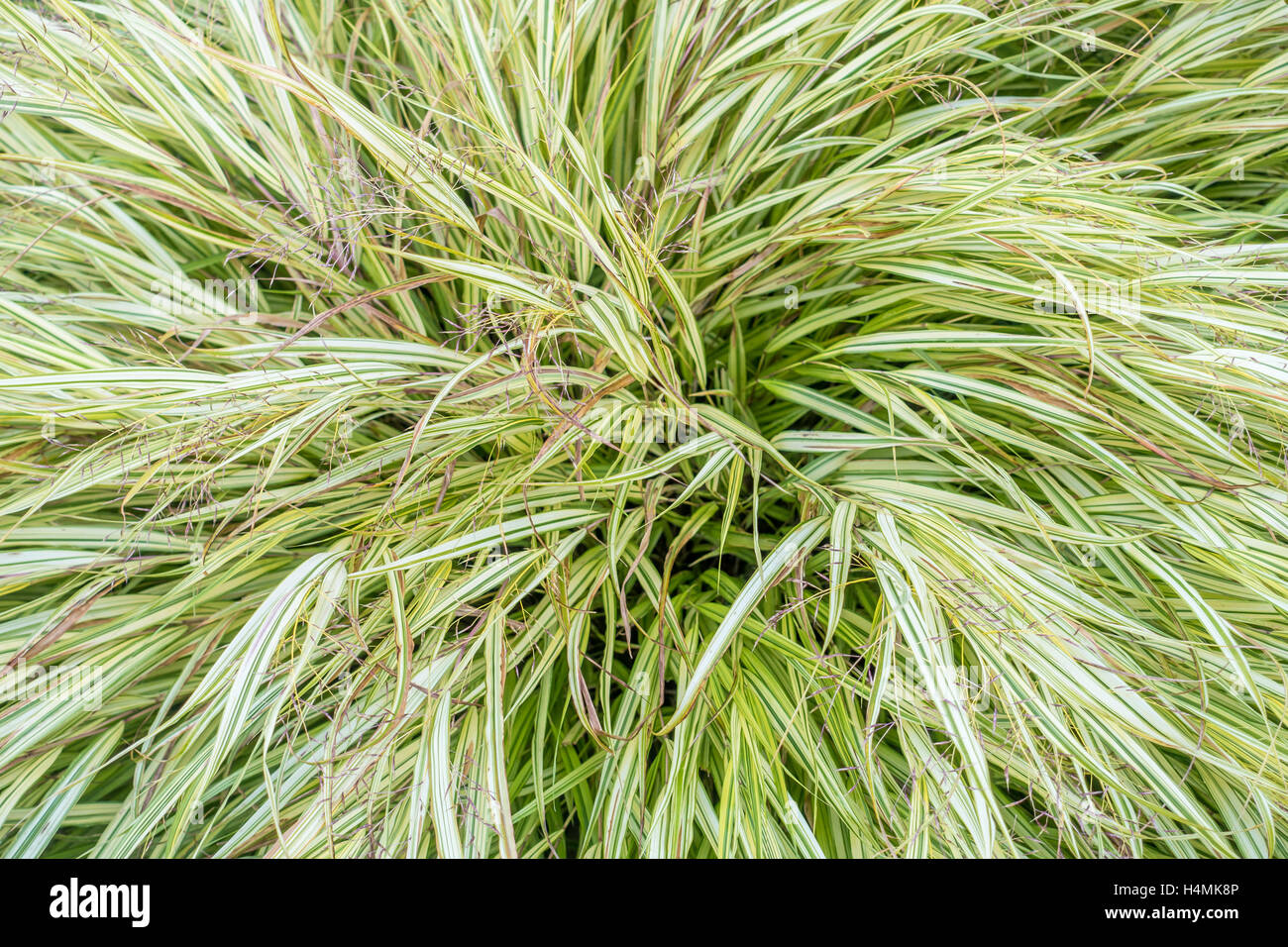 Closeup view of a large Sedge bush in Seatac, Washington. Stock Photo