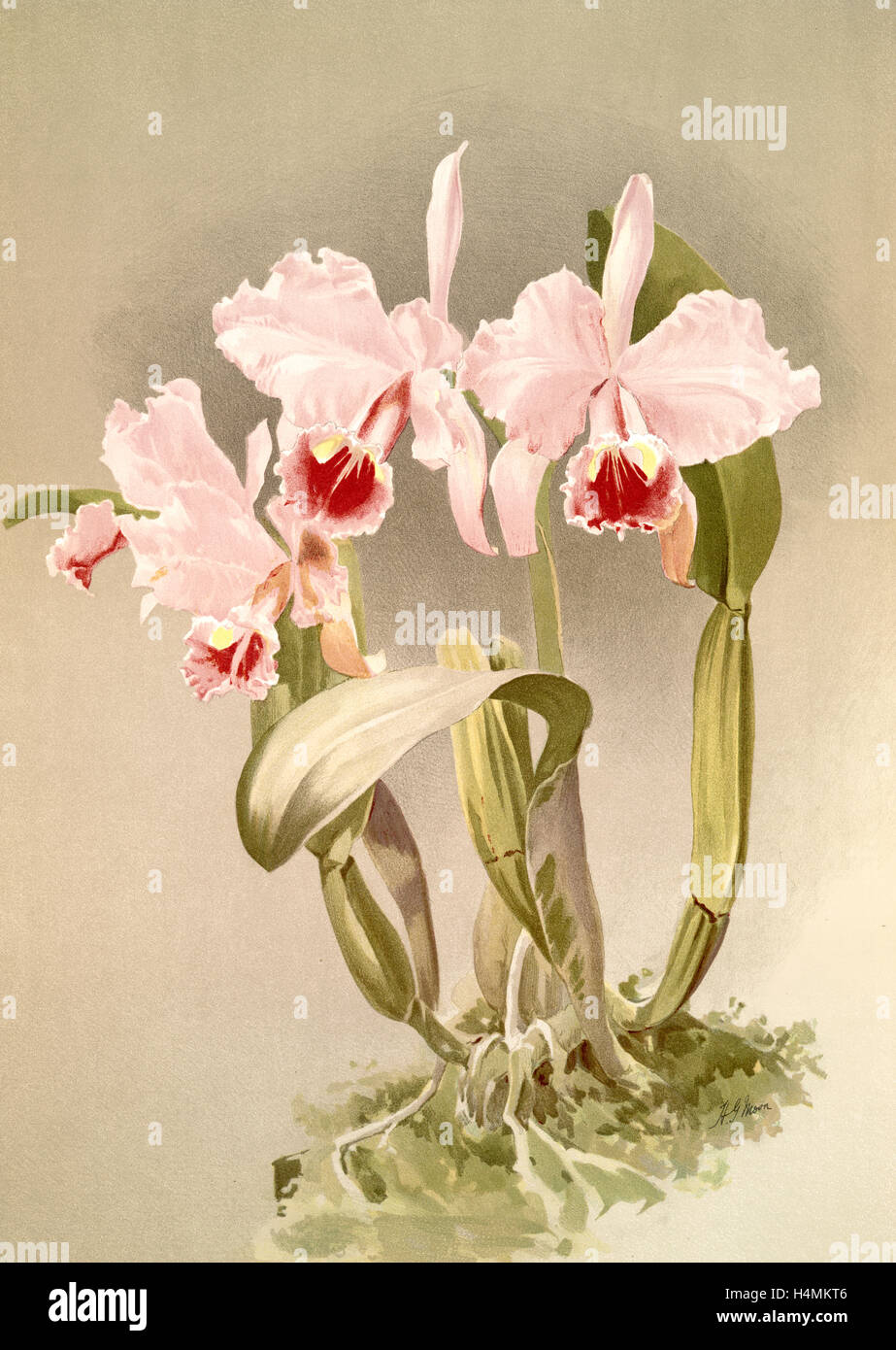 Cattleya labiata var luedemanniana, Sander, F. (Frederick), 1847-1920, Mansell, Joseph, Lithographer, Moon, H. G Stock Photo