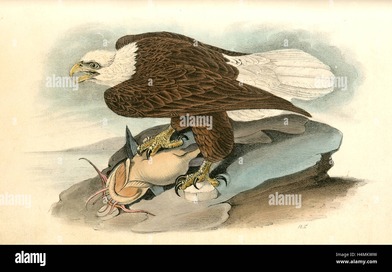 Illustration white headed eagle hi-res stock photography and images - Alamy
