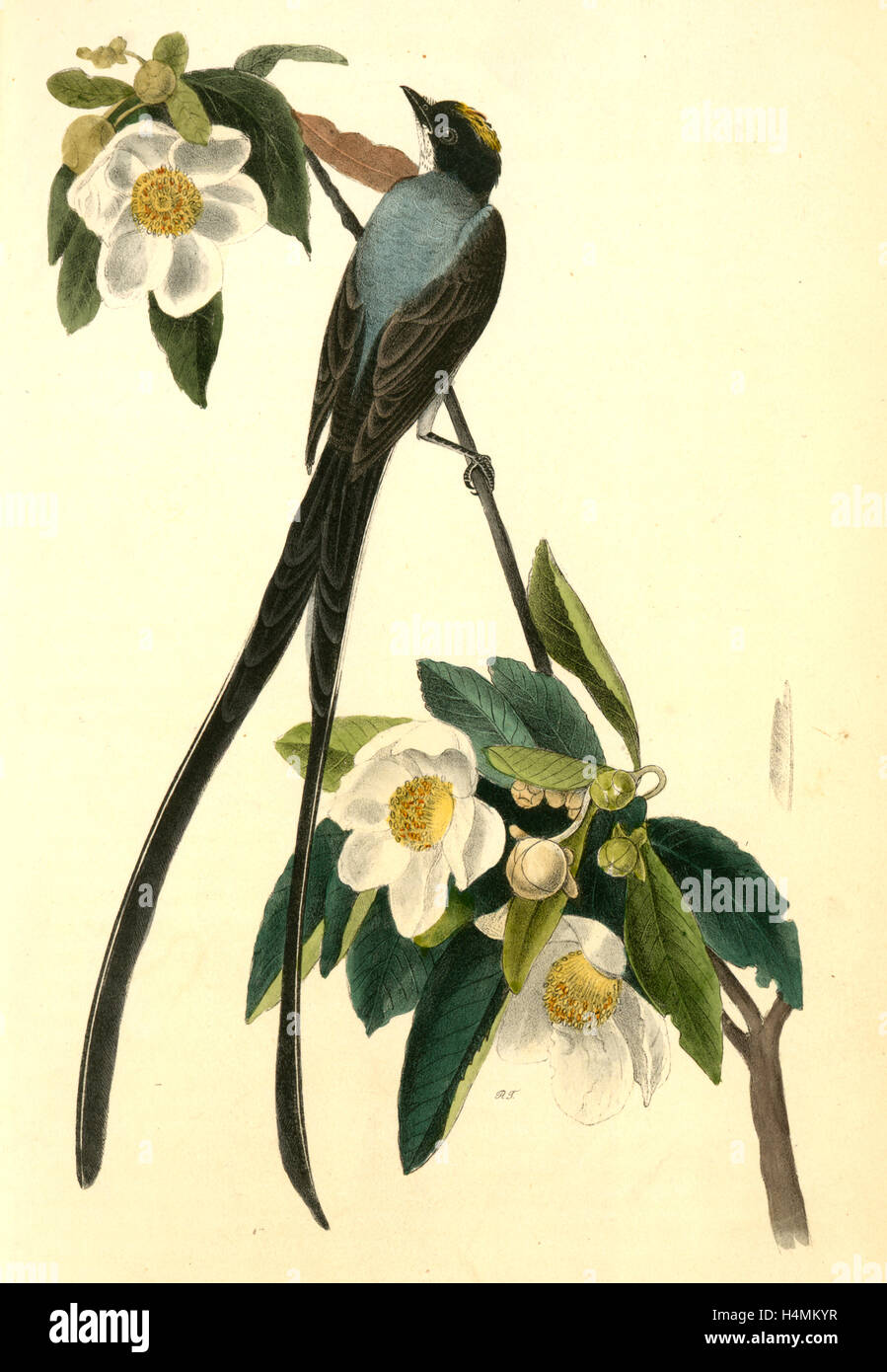 Fork-tailed Flycatcher. Gordonia Lasianthus., Audubon, John James, 1785-1851 Stock Photo