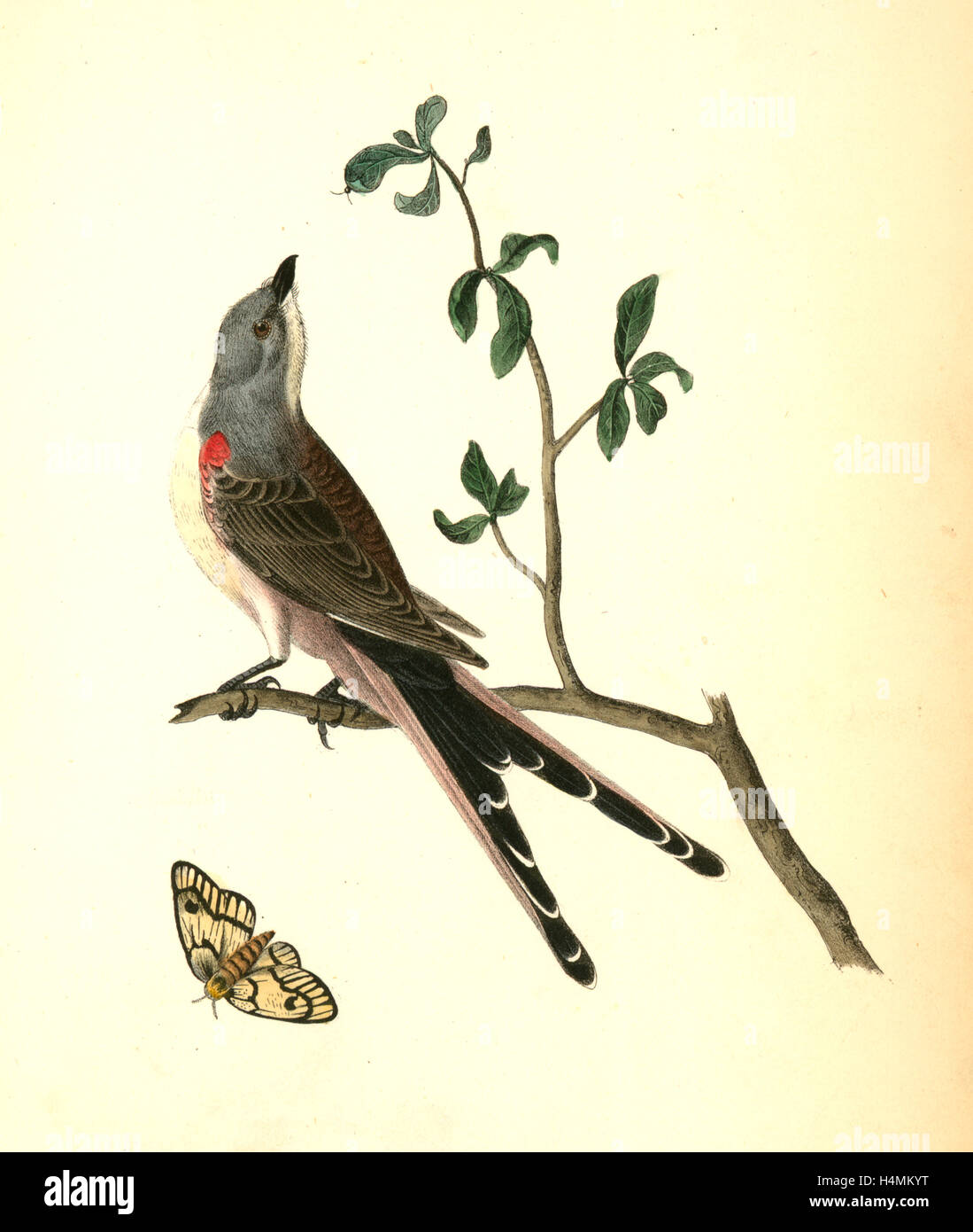Swallow-tailed Flycatcher., Audubon, John James, 1785-1851 Stock Photo