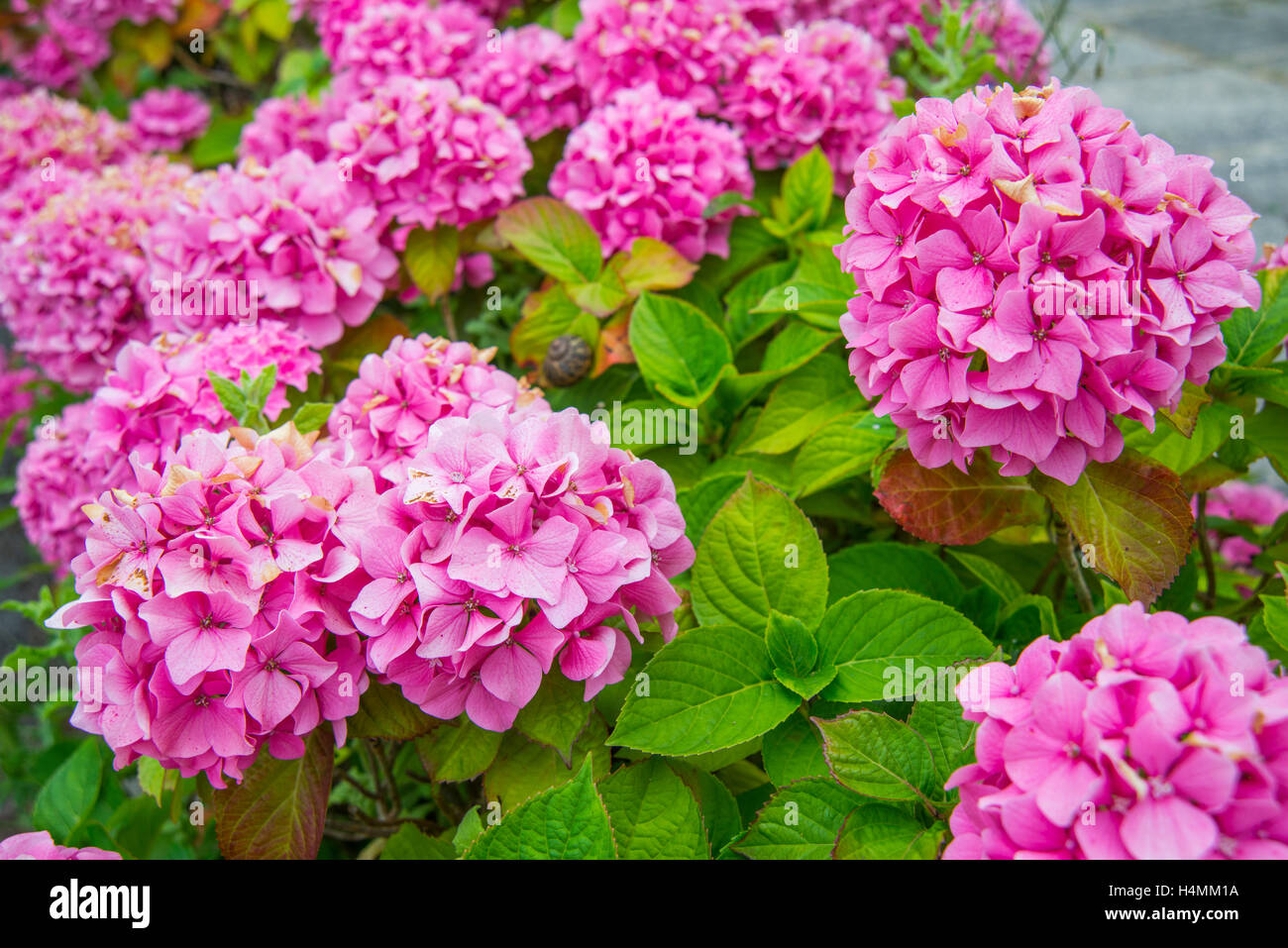 Hydrangea flowers, close view. Stock Photo