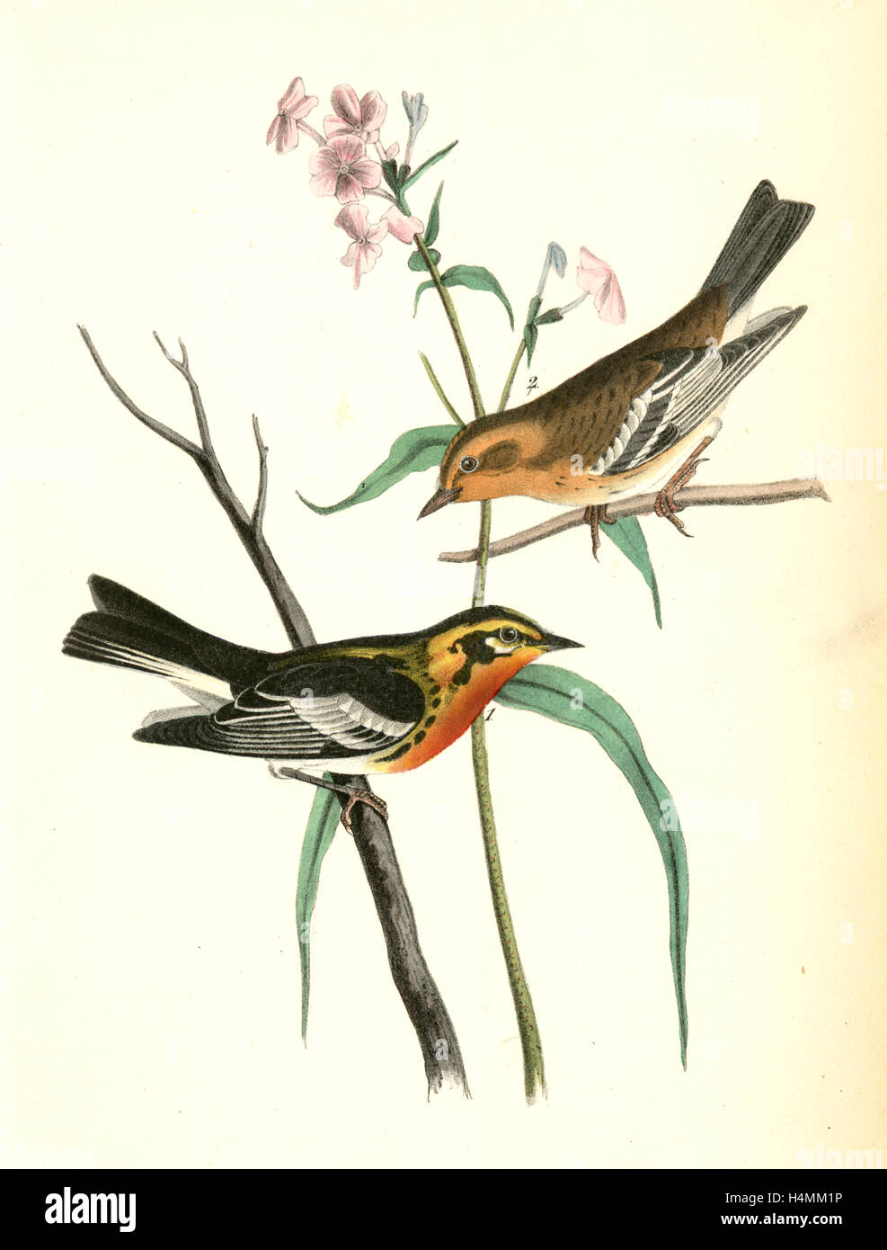 Blackburnia Wood-Warbler. 1. Male, 2. Female. (Phlox maculata.), Audubon, John James, 1785-1851 Stock Photo