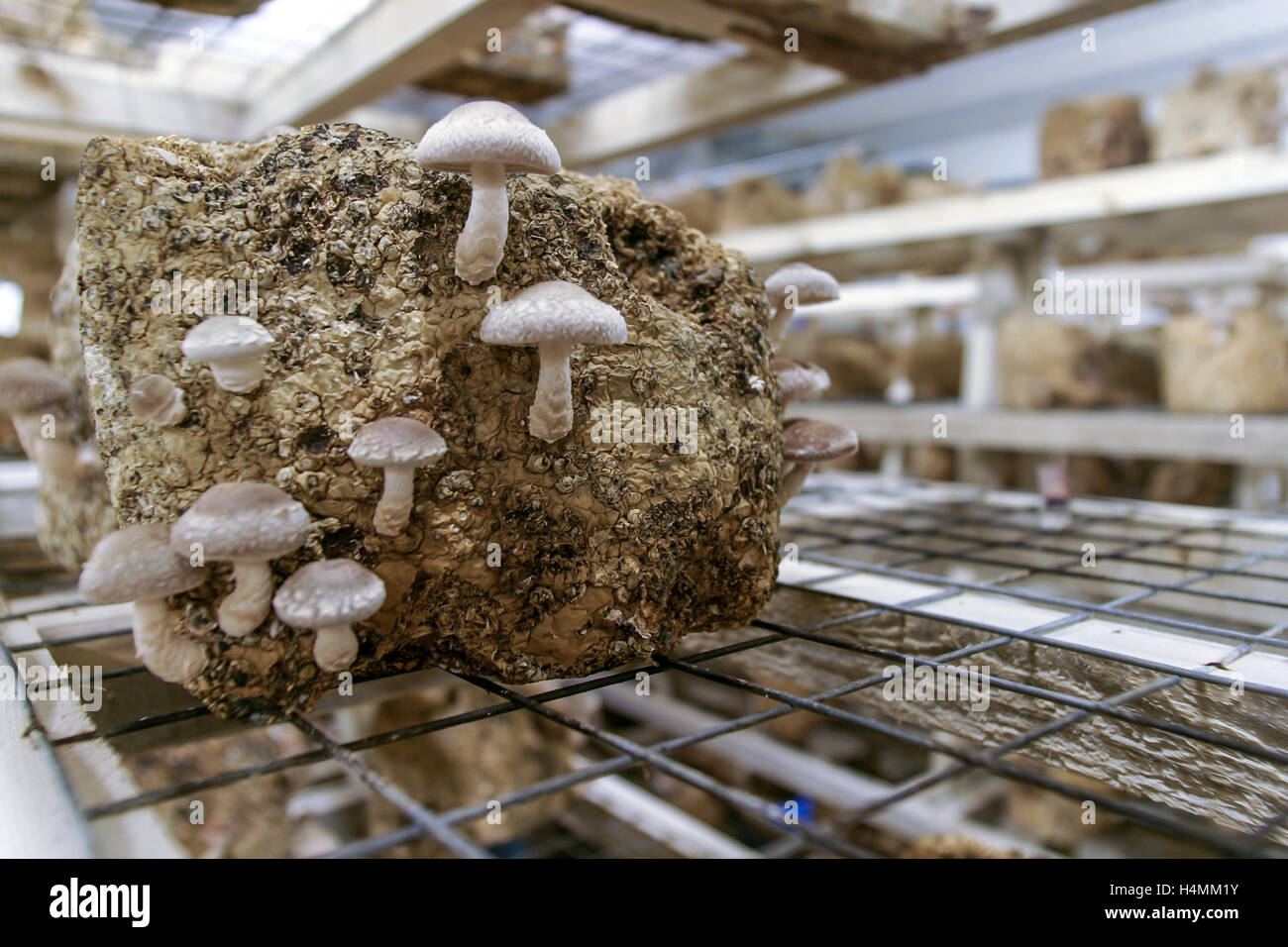 Shitake mushrooms grow inside a climate controlled hothouse on a family farm in Southwestern