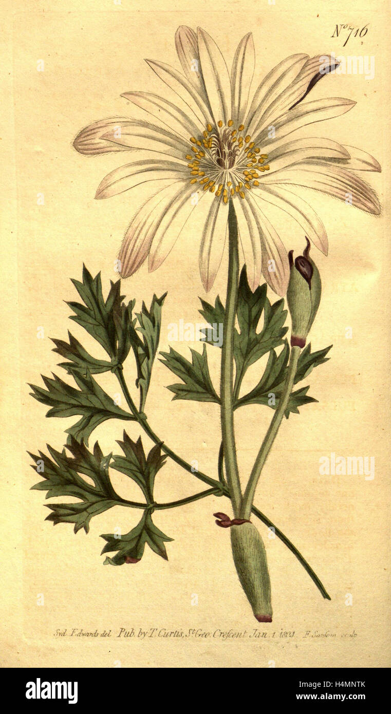 Botanical print by Sydenham Teast Edwards 1768 – 1819, Sydenham Edwards ...
