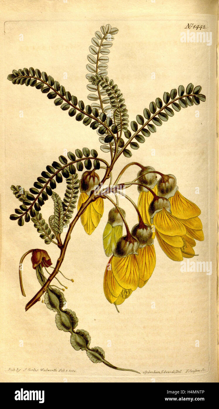 Botanical print by F Sansom, c.1797 1810, British botanical illustrator, English natural