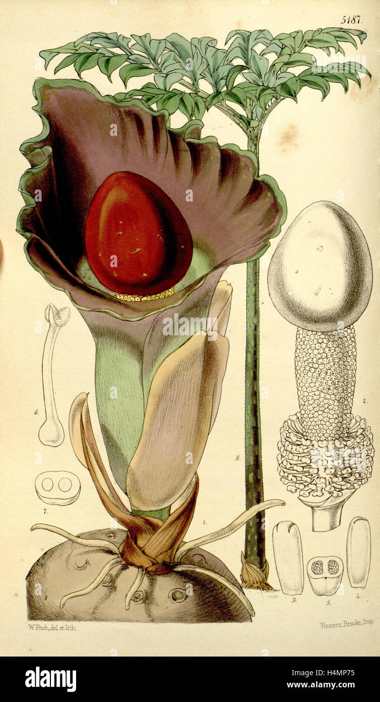 Botanical Print by Walter Hood Fitch 1817 – 1892, botanical illustrator, born in Glasgow, Scotland, UK, colour lithograph Stock Photo