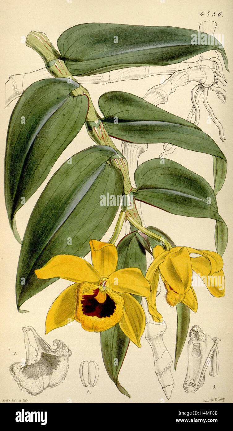 Botanical Print by Walter Hood Fitch 1817 1892, W.H. Fitch was an
