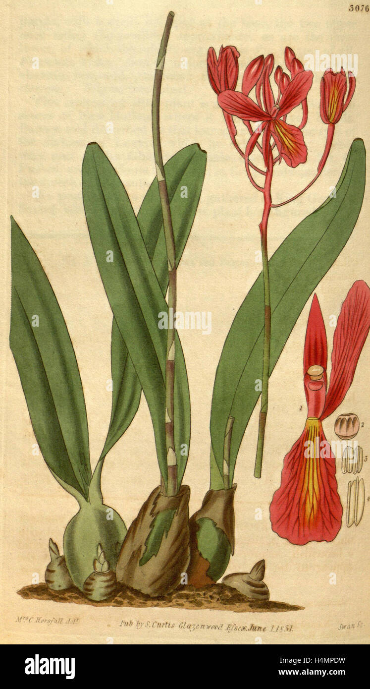 Botanical print by Mrs. C. Horsfall, an English natural history