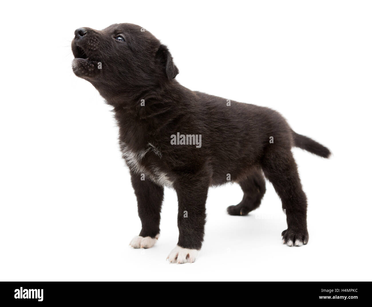 Small, black puppy cries and howls, isolated on white Stock Photo