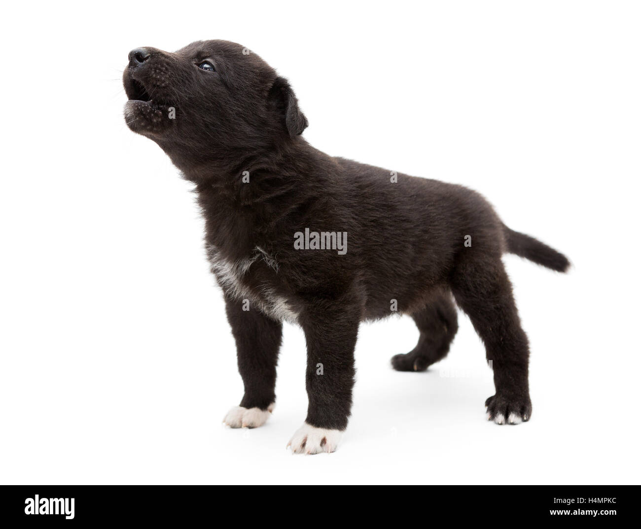 Black puppy cheap dog