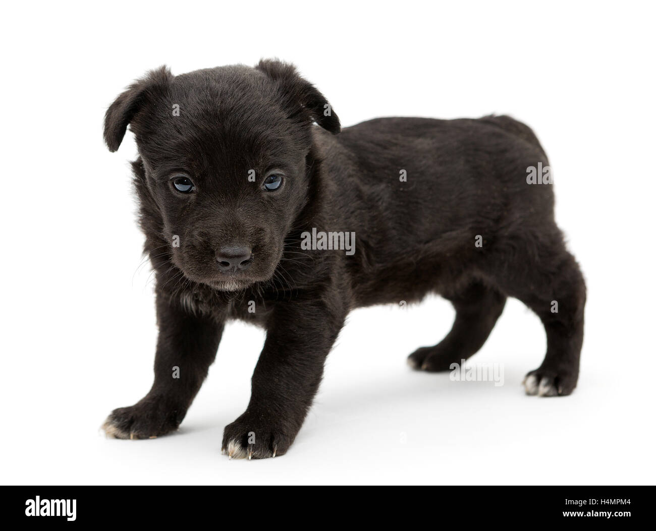 Little black puppy isolated on white background Stock Photo - Alamy