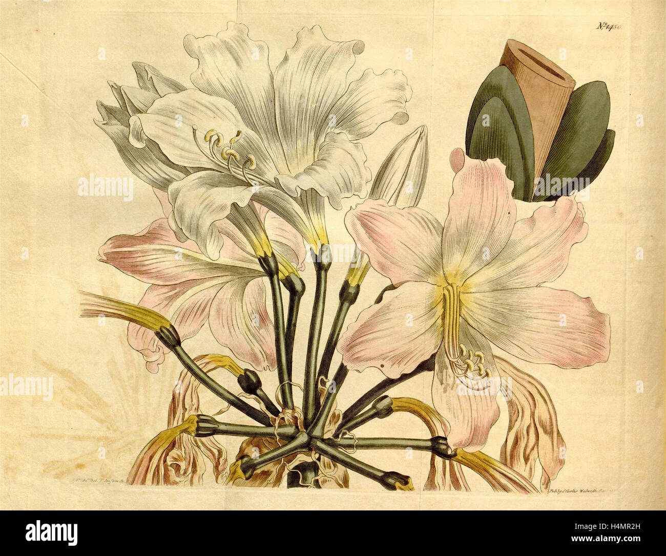 19th century botanical colour print. Botanical illustration. Form, colour, and details of the plant as an art piece. Stock Photo