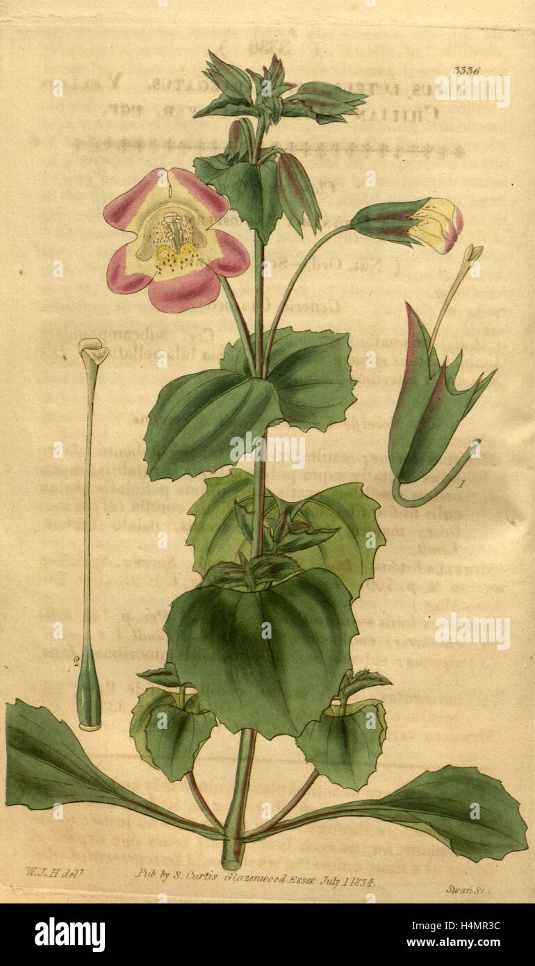 Botanical print by Sir William Jackson Hooker, FRS, 1785 – 1865, English botanical illustrator Stock Photo