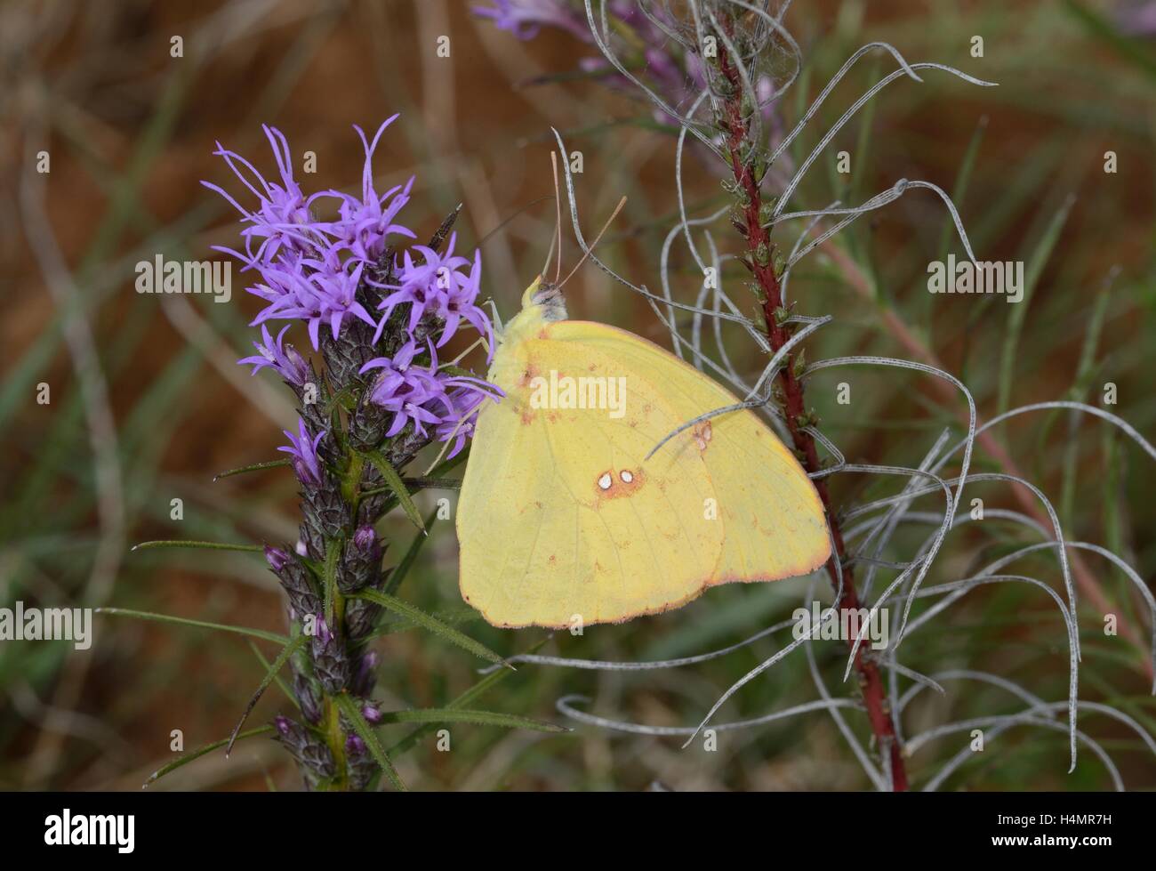 Clouded Cloudless Butterfly on Gayfeather Stock Photo