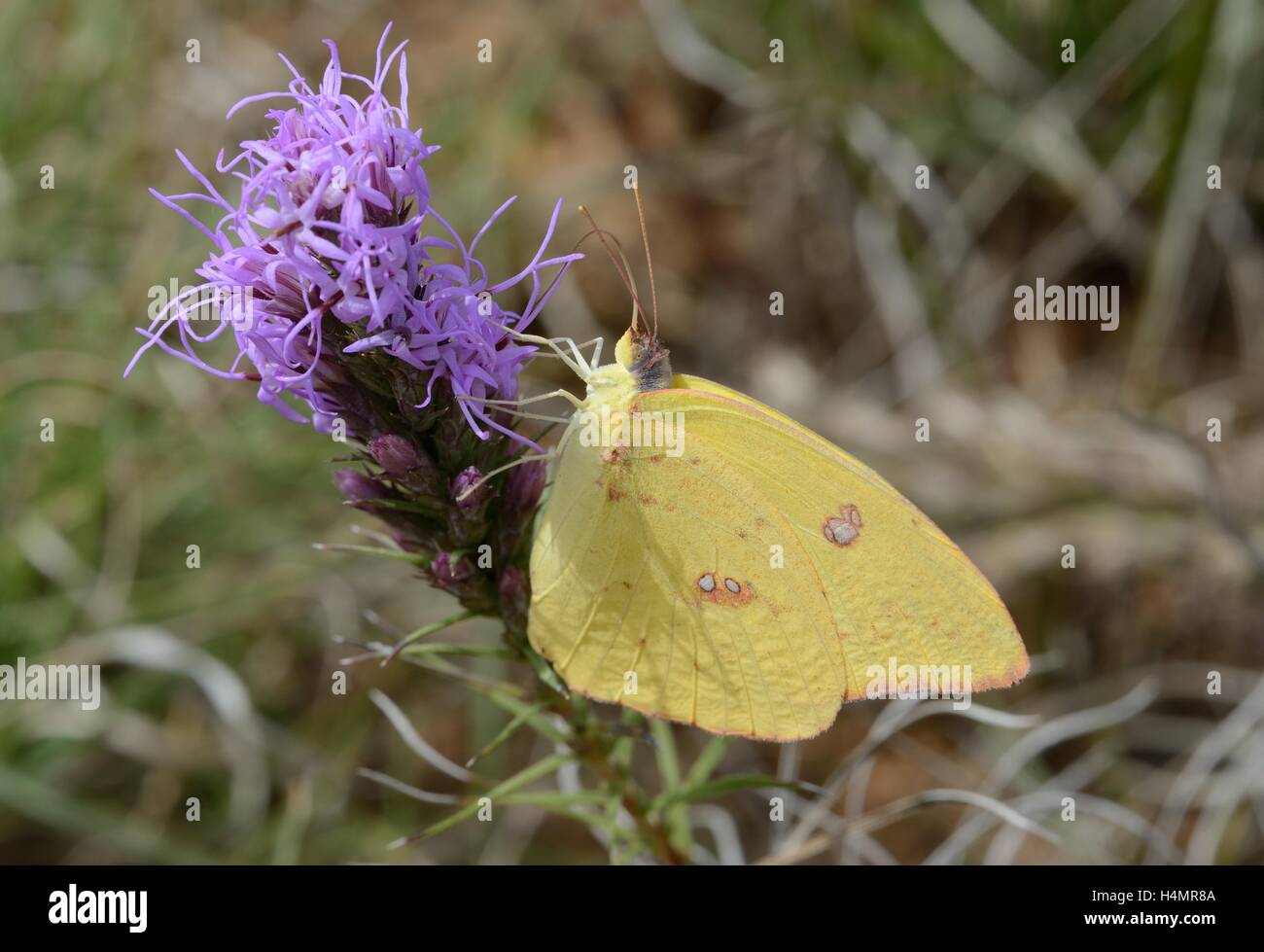Cloudless Sulphur Butterfly on Gayfeather Stock Photo