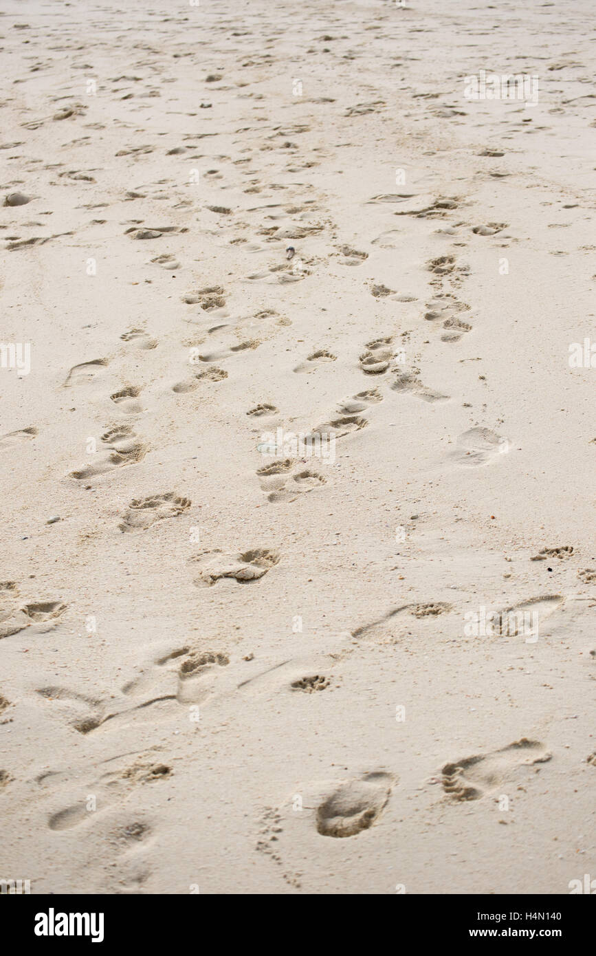 Way of human footprints on the beach sand Stock Photo Alamy Way of human footprints on the beach sand Stock Photo Alamy