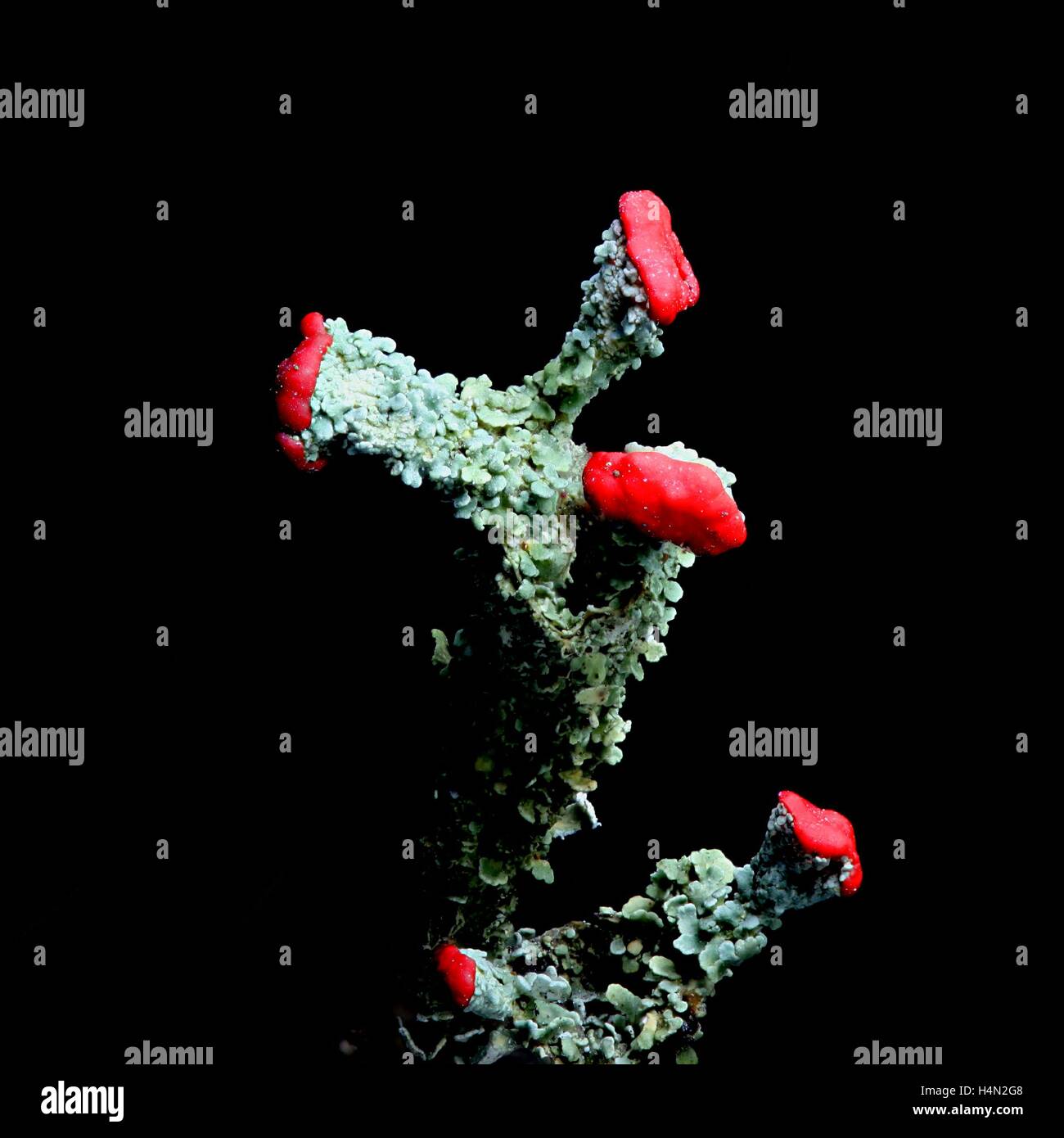 Lichen with red podetia on black background Stock Photo