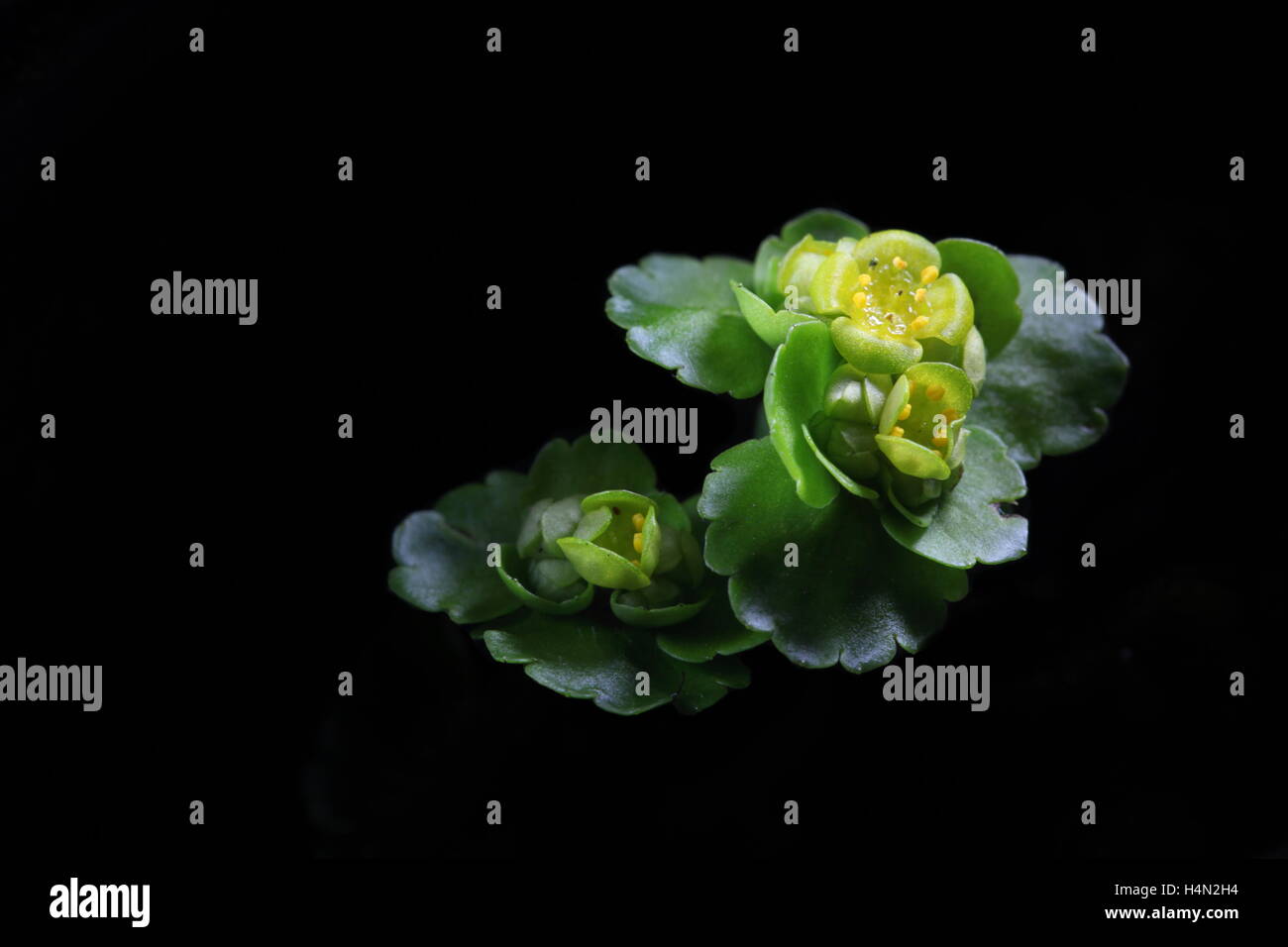 Alternate-leaved golden-saxifrage, Chrysosplenium alternifolium Stock Photo