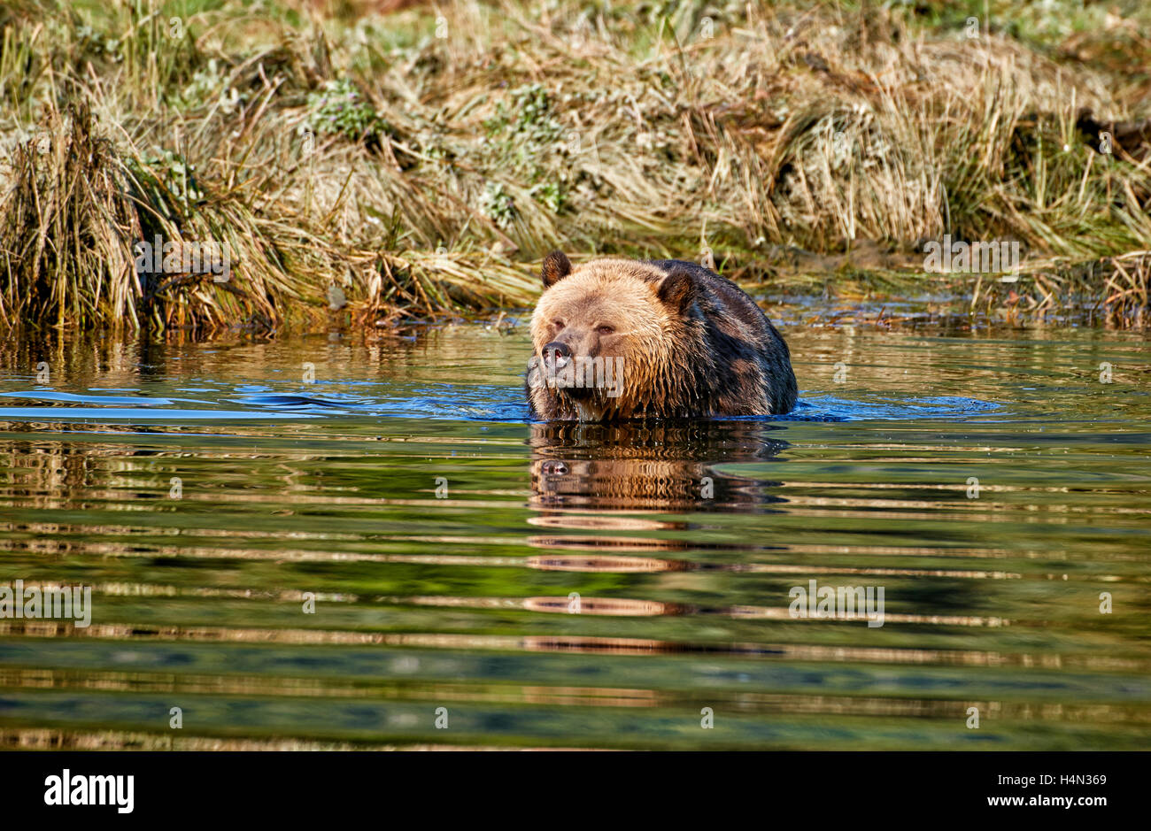 Grizzly bear hunting salmon, Ursus arctos horribilis, Great Bear Rainforest, Knight Inlet, British Columbia, Canada Stock Photo