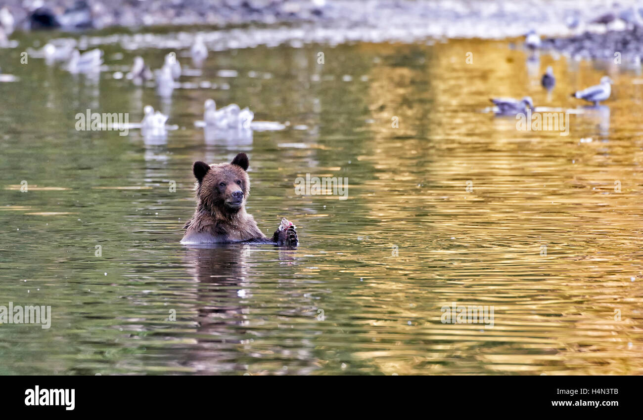 Grizzly bear hunting salmon, Ursus arctos horribilis, Great Bear Rainforest, Knight Inlet, British Columbia, Canada Stock Photo