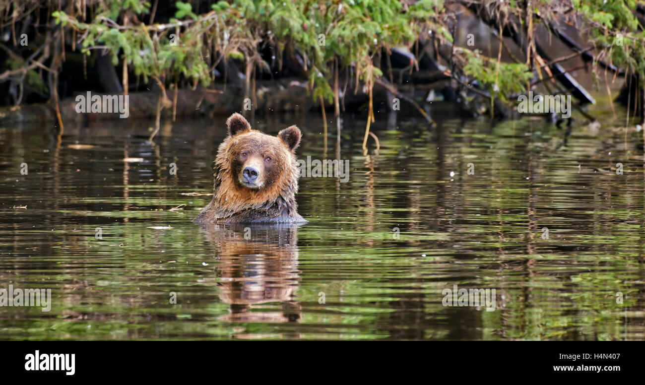 Grizzly bear, Ursus arctos horribilis, Great Bear Rainforest, Knight Inlet, Johnstone Strait, British Columbia, Canada Stock Photo