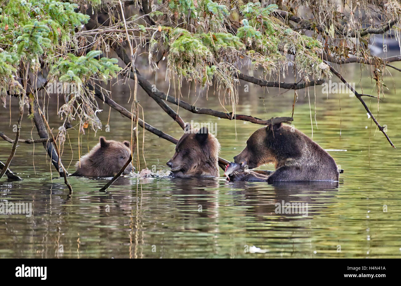 family of Grizzly bears hunting salmon, Ursus arctos horribilis, Great Bear Rainforest, Knight Inlet, British Columbia, Canada Stock Photo