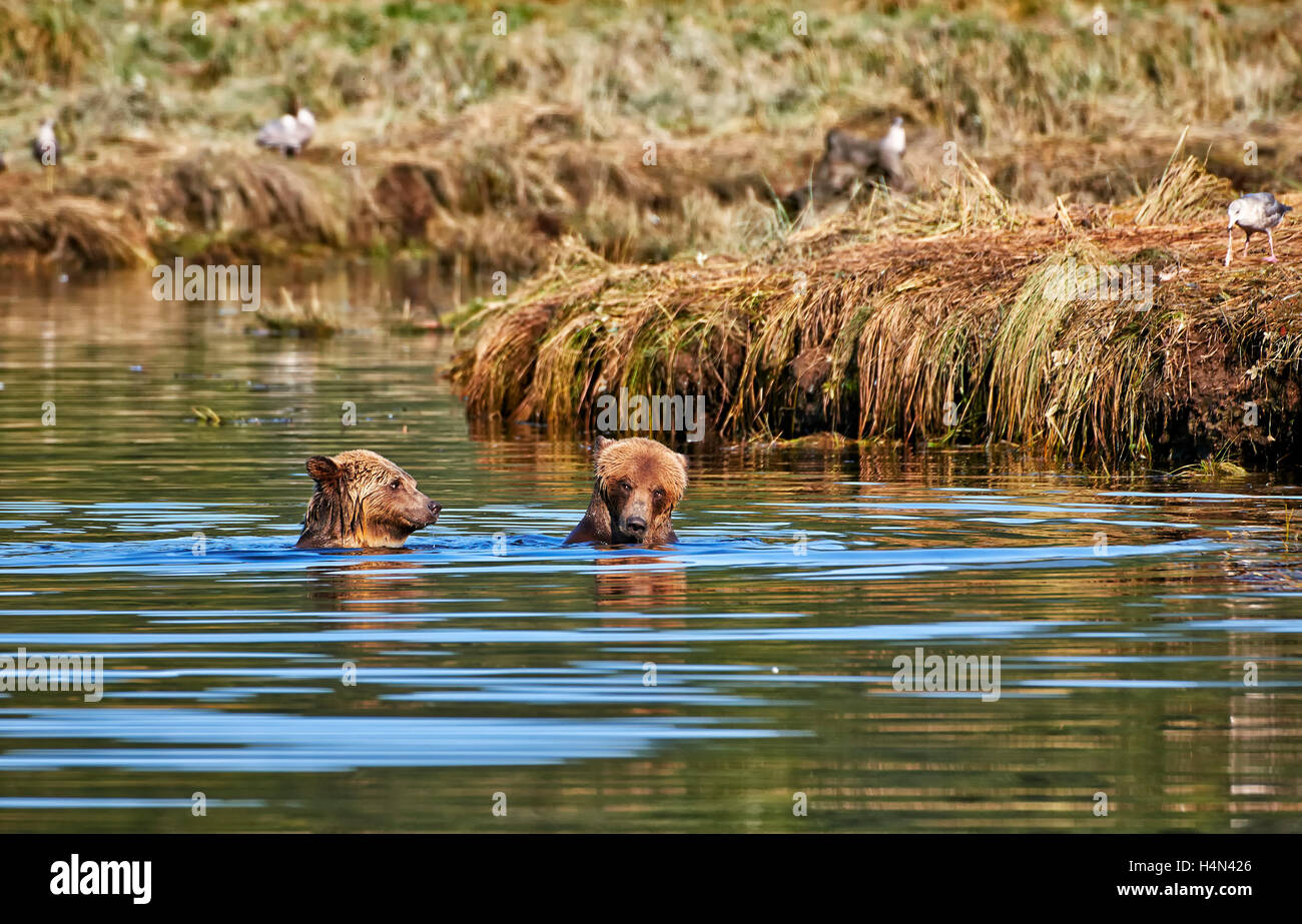 Grizzly bears hunting salmon, Ursus arctos horribilis, Great Bear Rainforest, Knight Inlet, British Columbia, Canada Stock Photo