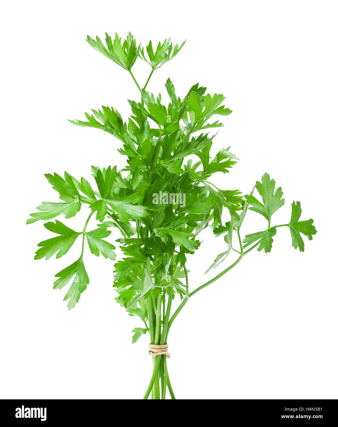 Parsley bunch isolated on white Stock Photo Alamy