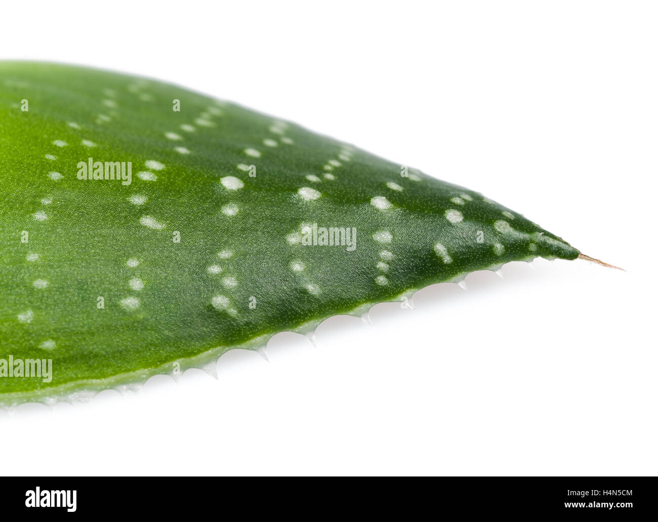 Aloe vera isolated on white Stock Photo