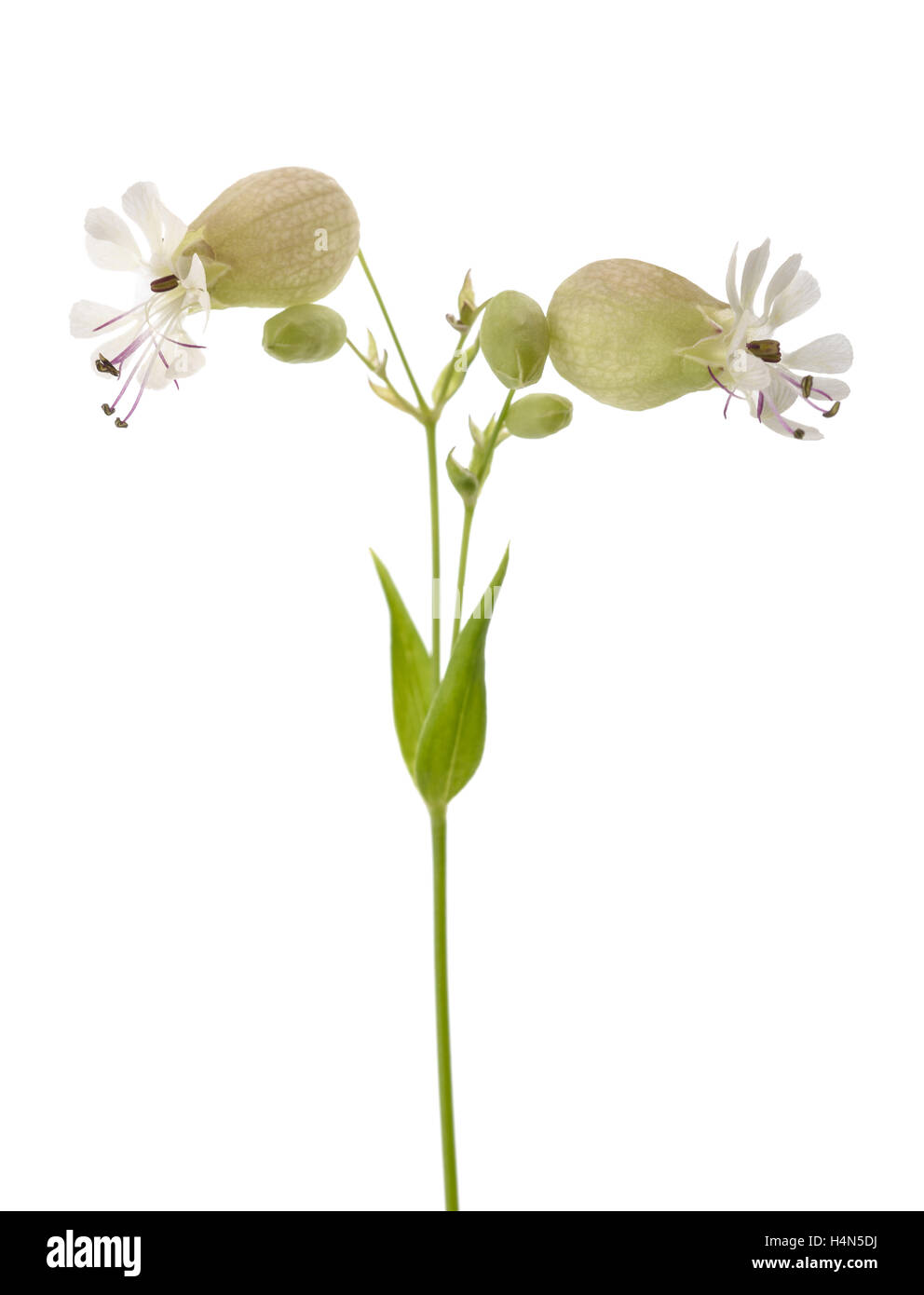 bladder campion flowers (Silene vulgaris) isolated on white Stock Photo