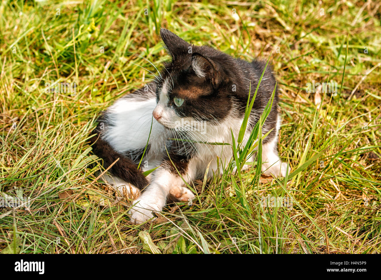 Black cat lying on grass hi-res stock photography and images - Alamy
