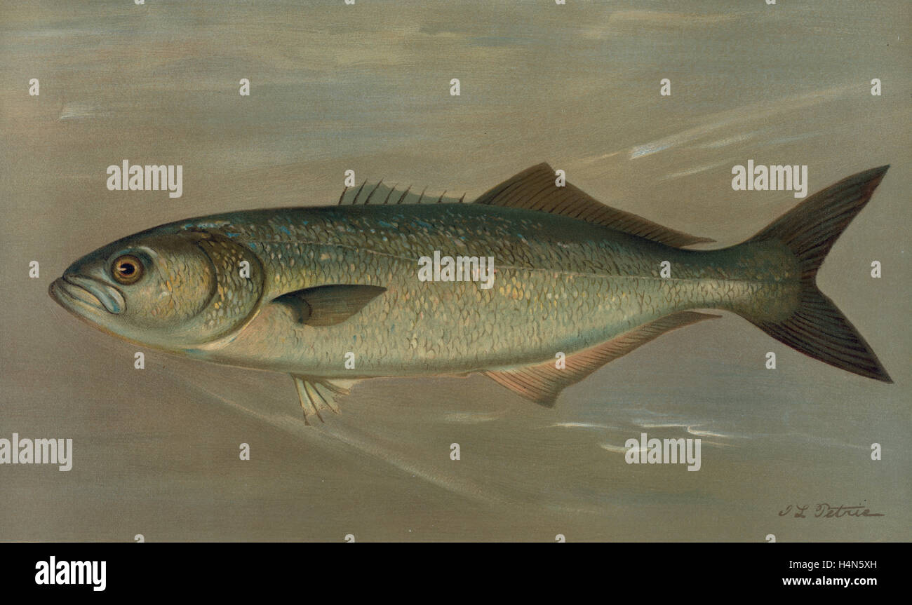 The Bluefish, Pomatomus saltatrix, Harris, William C. (William Charles), 1830-1905, (Author), Petrie, J. L. (Artist) Stock Photo