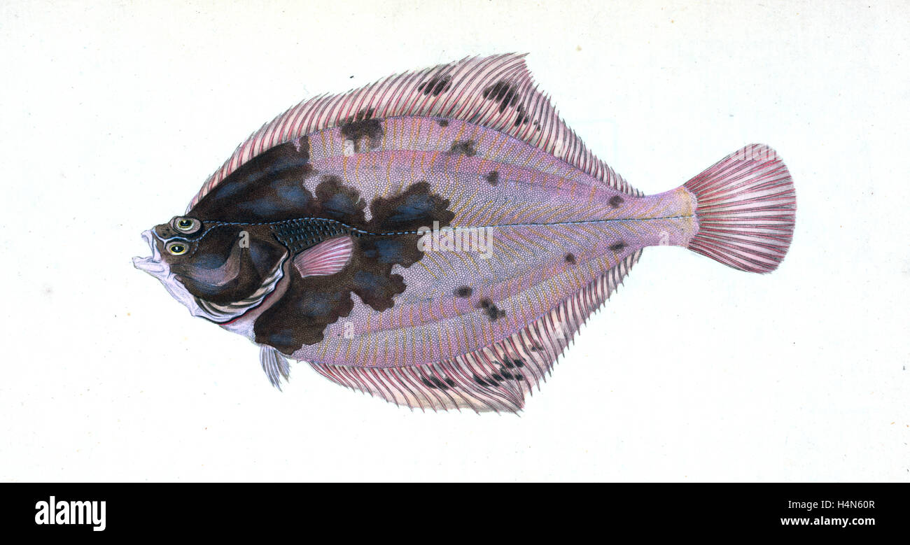 Flounder, Pleuronectes flessus, British fishes, Donovan, E. (Edward