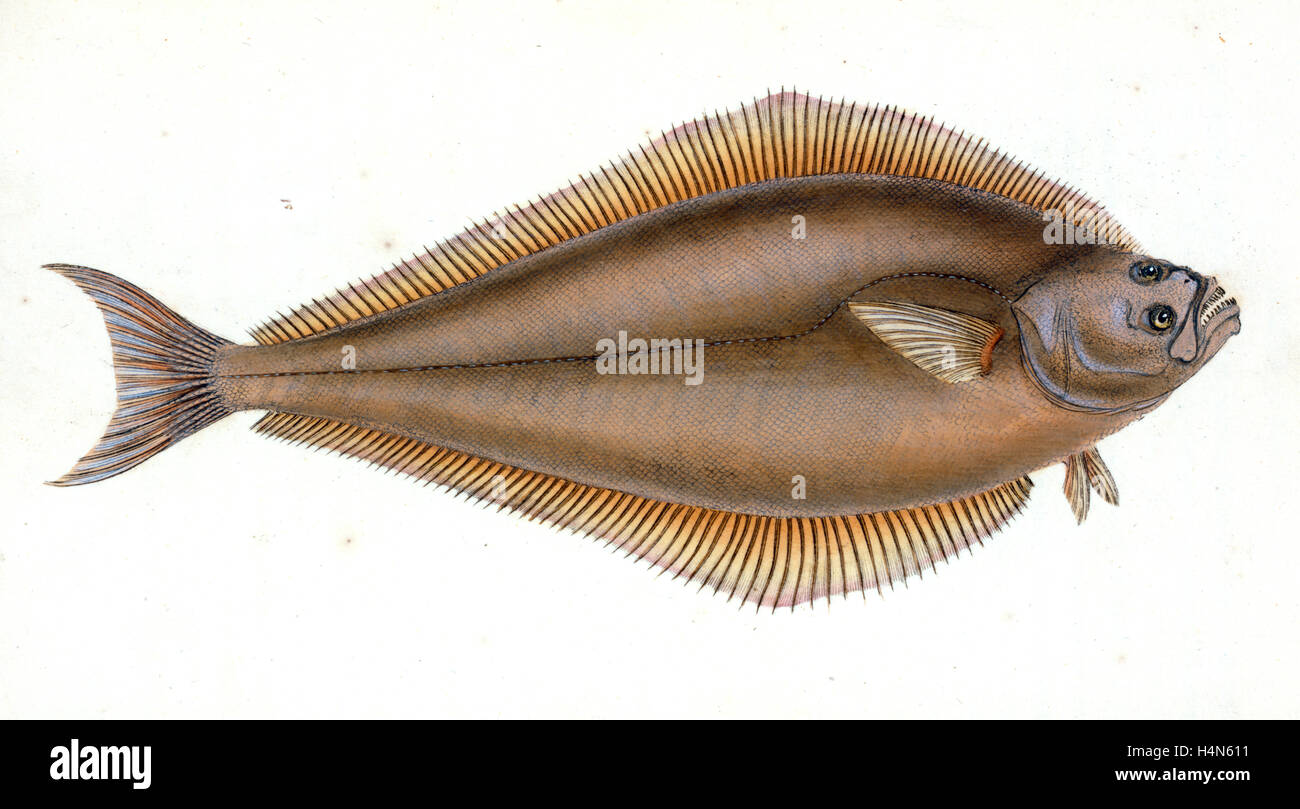 Holibut, Pleuronectes Hippoglossus, British fishes, Donovan, E. (Edward), 1768-1837, (Author) Stock Photo