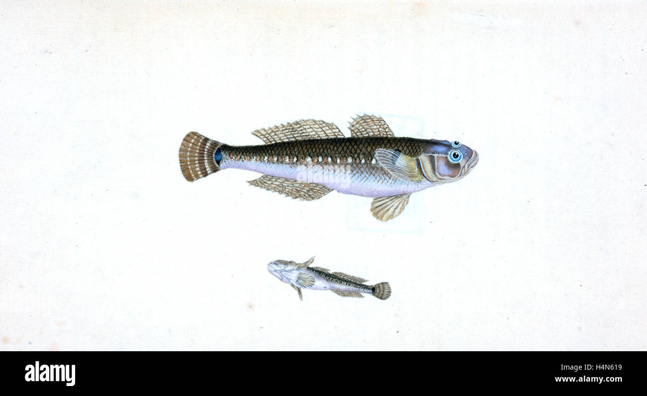 Black Goby, Gobius niger, British fishes, Donovan, E. (Edward), 1768-1837, (Author) Stock Photo