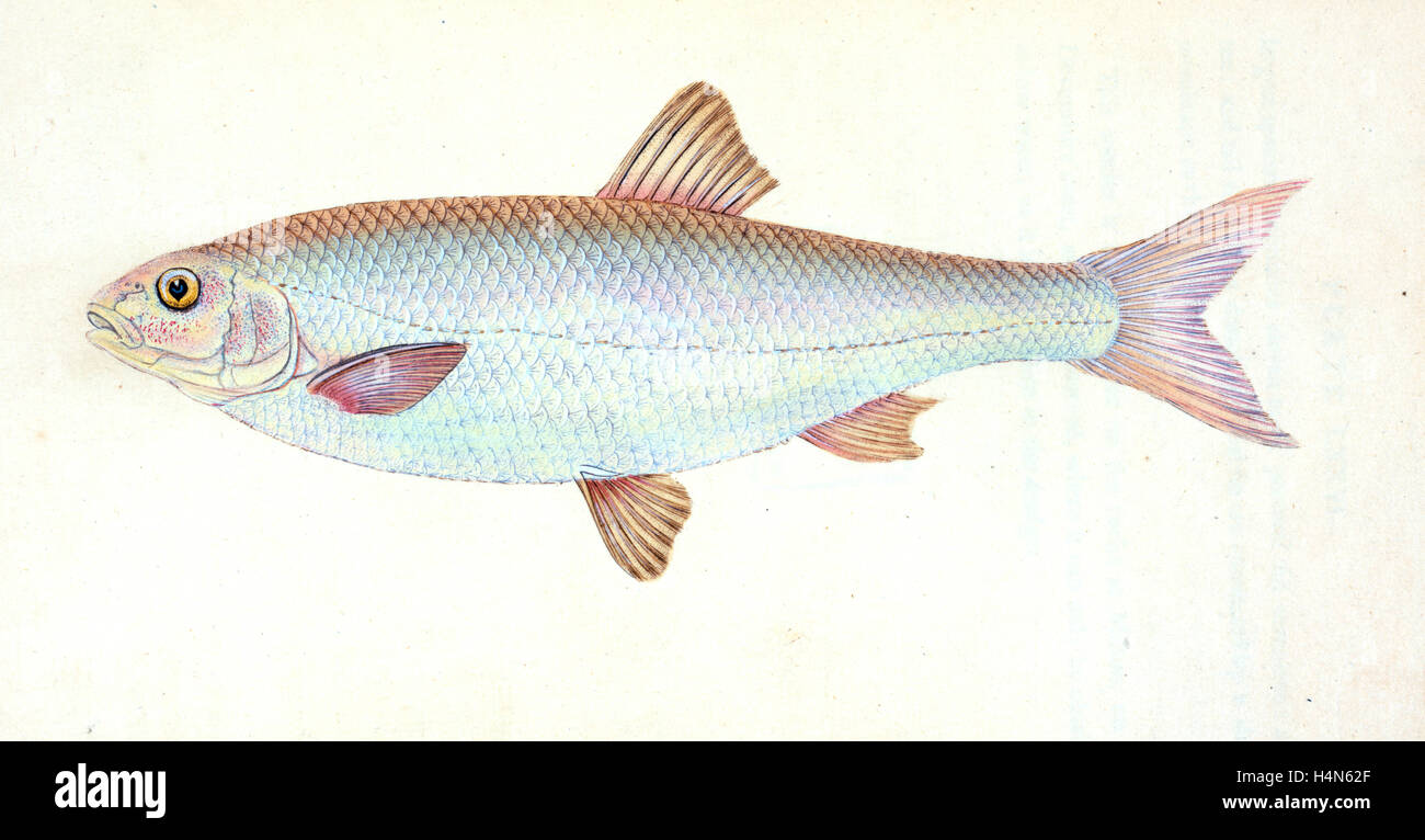 Dace, Cyprinus leuciscus, British fishes, Donovan, E. (Edward), 1768-1837, (Author) Stock Photo