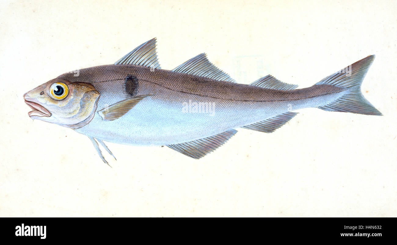 Alpine Charr, Salmo alpinus, 1804, British fishes, Donovan, E. (Edward), 1768-1837, (Author) Stock Photo