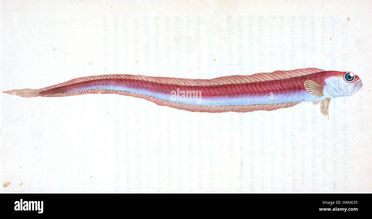 Rubescent Band-fish, Cepola rubescens, British fishes, Donovan, E. (Edward), 1768-1837, (Author) Stock Photo