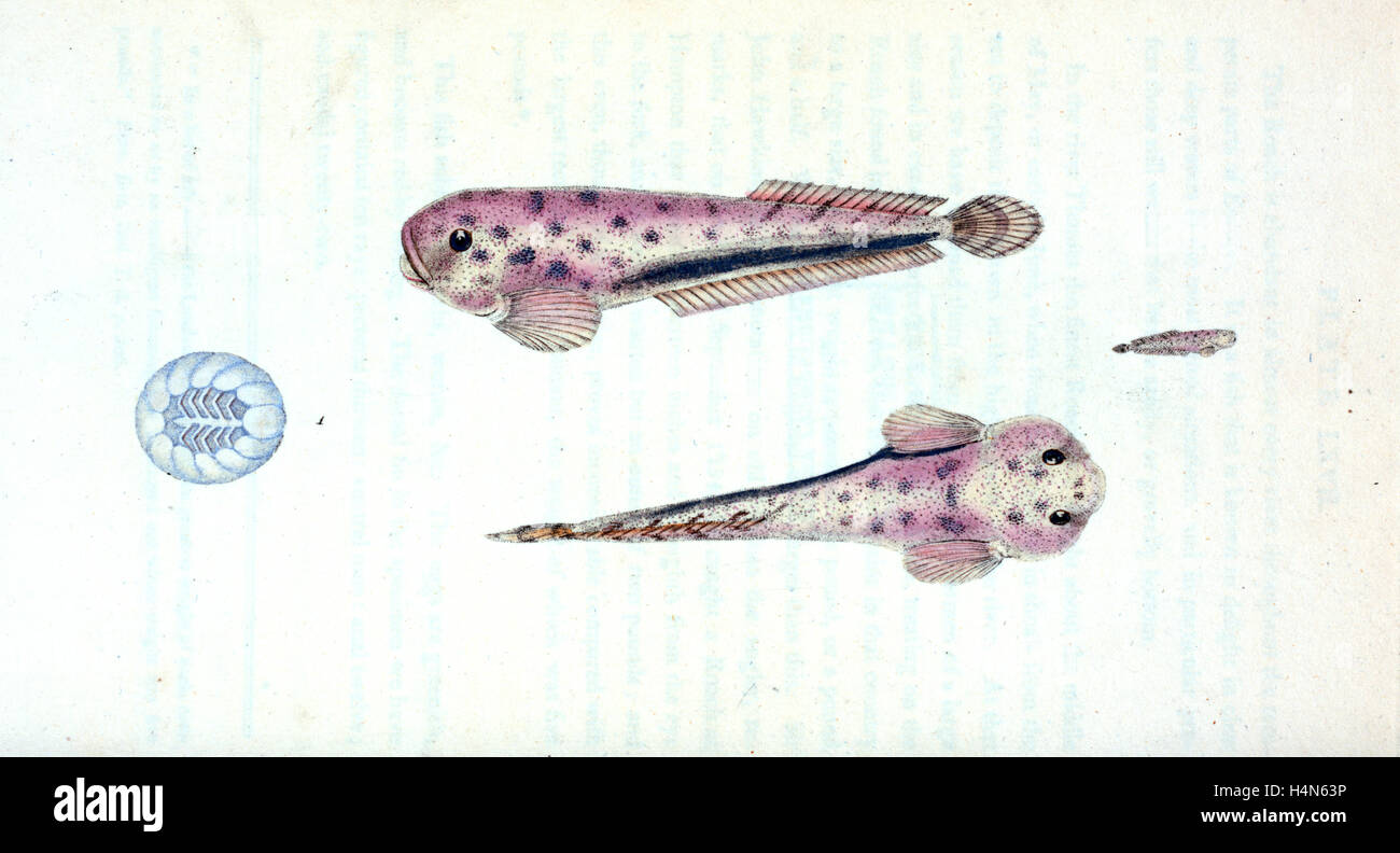 Scotch Torsk, Gadus Brosme, 1804, British fishes, Donovan, E. (Edward), 1768-1837, (Author) Stock Photo
