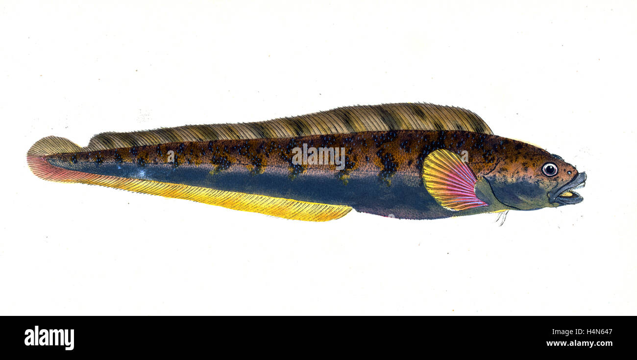 Viviparous Blenny, Blennius viviparous, 1803, British fishes, Donovan, E. (Edward), 1768-1837, (Author) Stock Photo