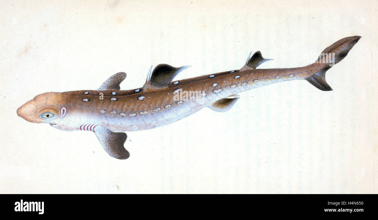 Picked Shark, or Dog Fish, British fishes, Donovan, E. (Edward), 1768-1837, (Author) Stock Photo