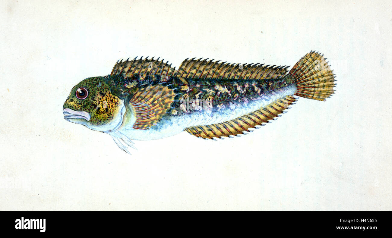 Blenny, smooth, Blennius Pholis, British fishes, Donovan, E. (Edward), 1768-1837, (Author) Stock Photo